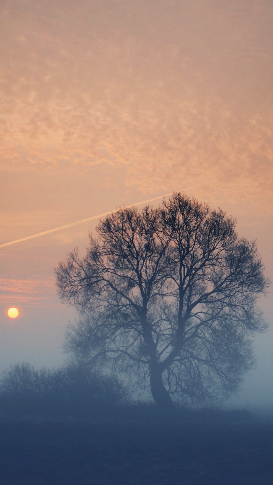 Arbre Sans Feuilles Sous Ciel Gris. Wallpaper in 1080x1920 Resolution