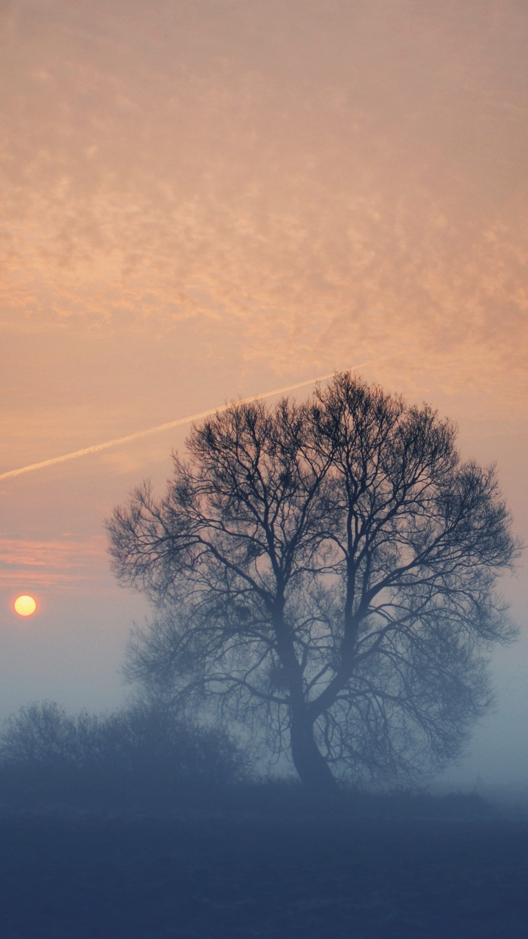 Arbre Sans Feuilles Sous Ciel Gris. Wallpaper in 750x1334 Resolution