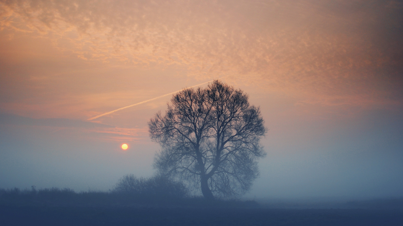 Leafless Tree Under Gray Sky. Wallpaper in 1280x720 Resolution