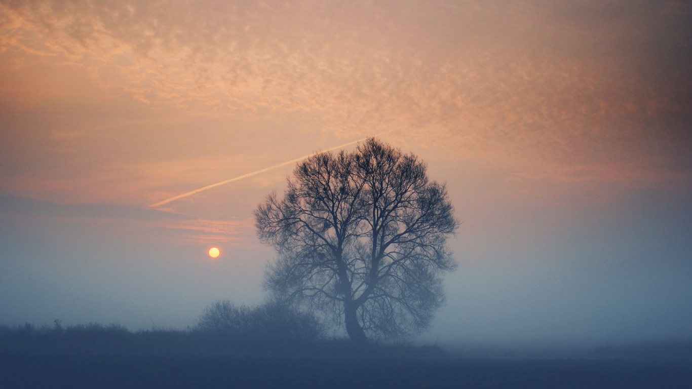 Leafless Tree Under Gray Sky. Wallpaper in 1366x768 Resolution