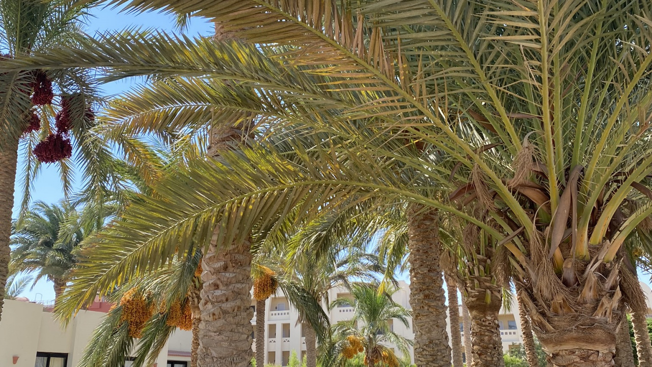 Oil Palms, Babassu, Tree, Woody Plant, Trunk. Wallpaper in 1280x720 Resolution