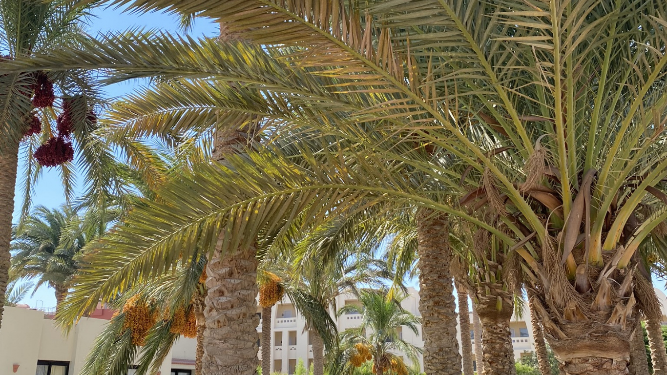 Oil Palms, Babassu, Tree, Woody Plant, Trunk. Wallpaper in 1366x768 Resolution