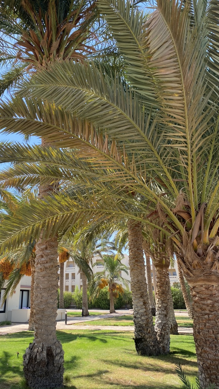 Oil Palms, Babassu, Tree, Woody Plant, Trunk. Wallpaper in 720x1280 Resolution