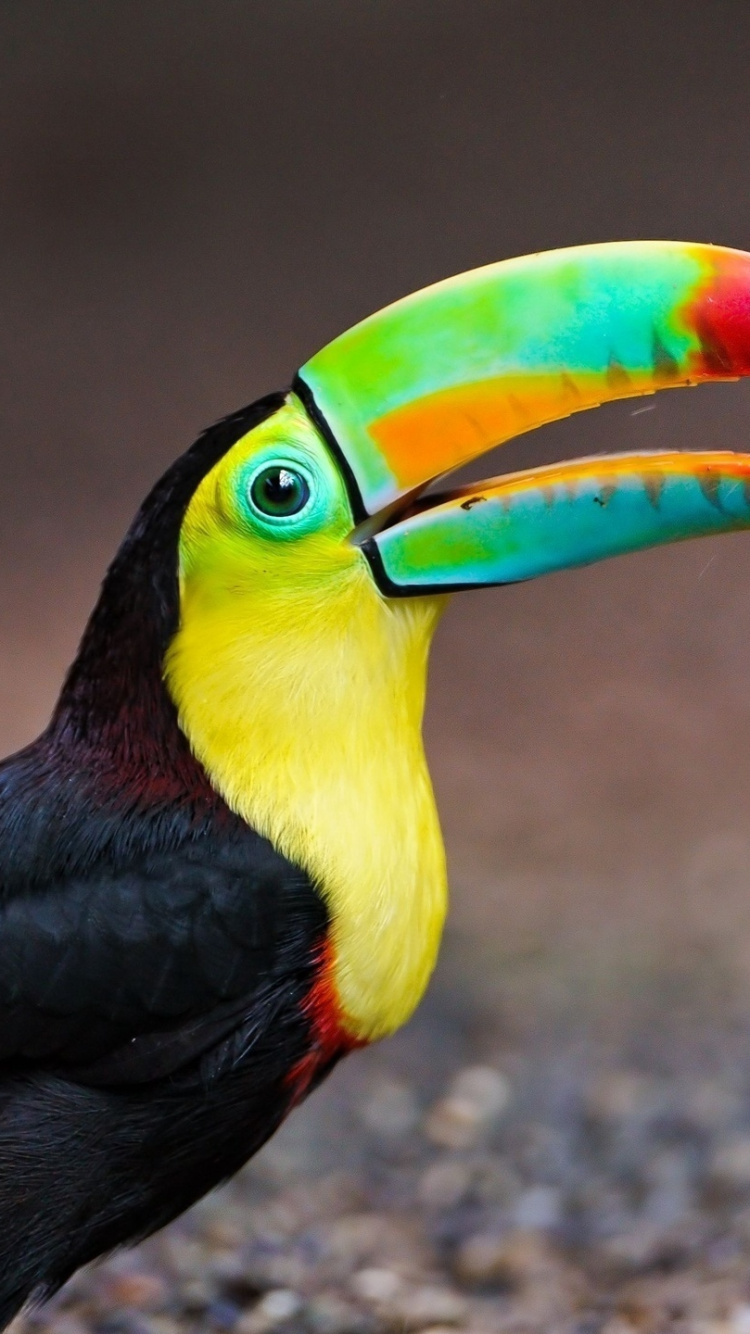 鸟, 大嘴鸟, 犀, Piciformes, 这里大嘴鸟 壁纸 750x1334 允许