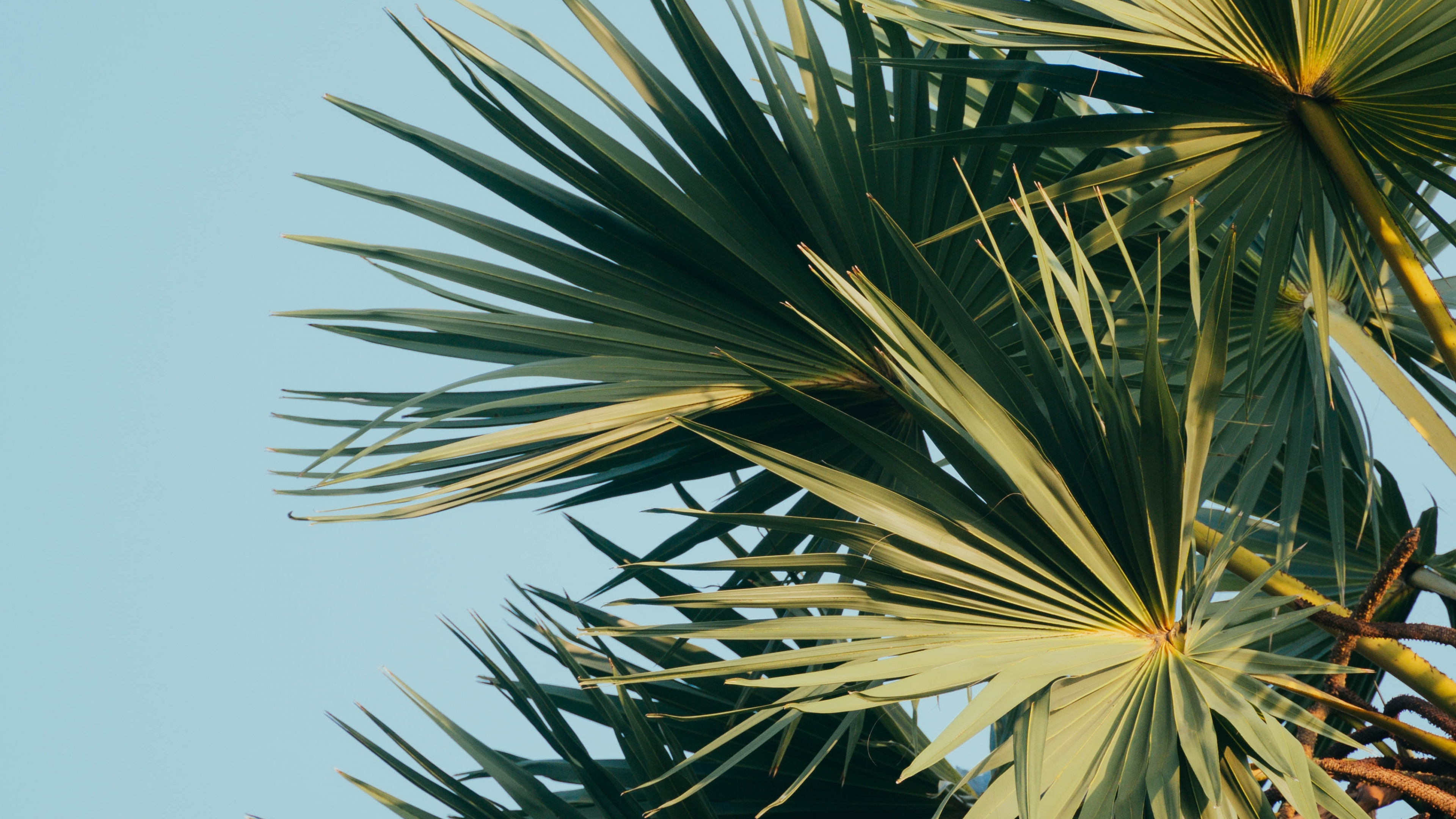 Tree, Borassus Flabellifer, Sabal Palmetto, Vegetation, Plant. Wallpaper in 3840x2160 Resolution