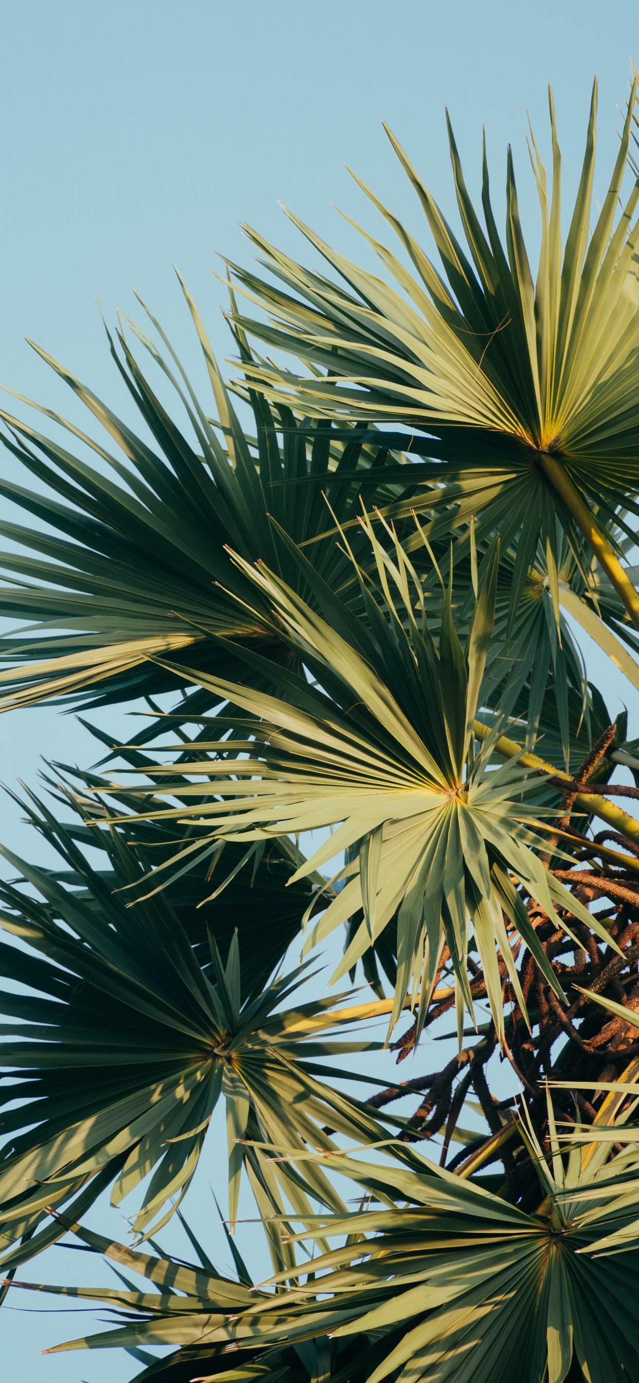 Borassus Flabellifer, Sabal Palmetto, la Vegetación, Planta Leñosa, Pino de Paja. Wallpaper in 1242x2688 Resolution