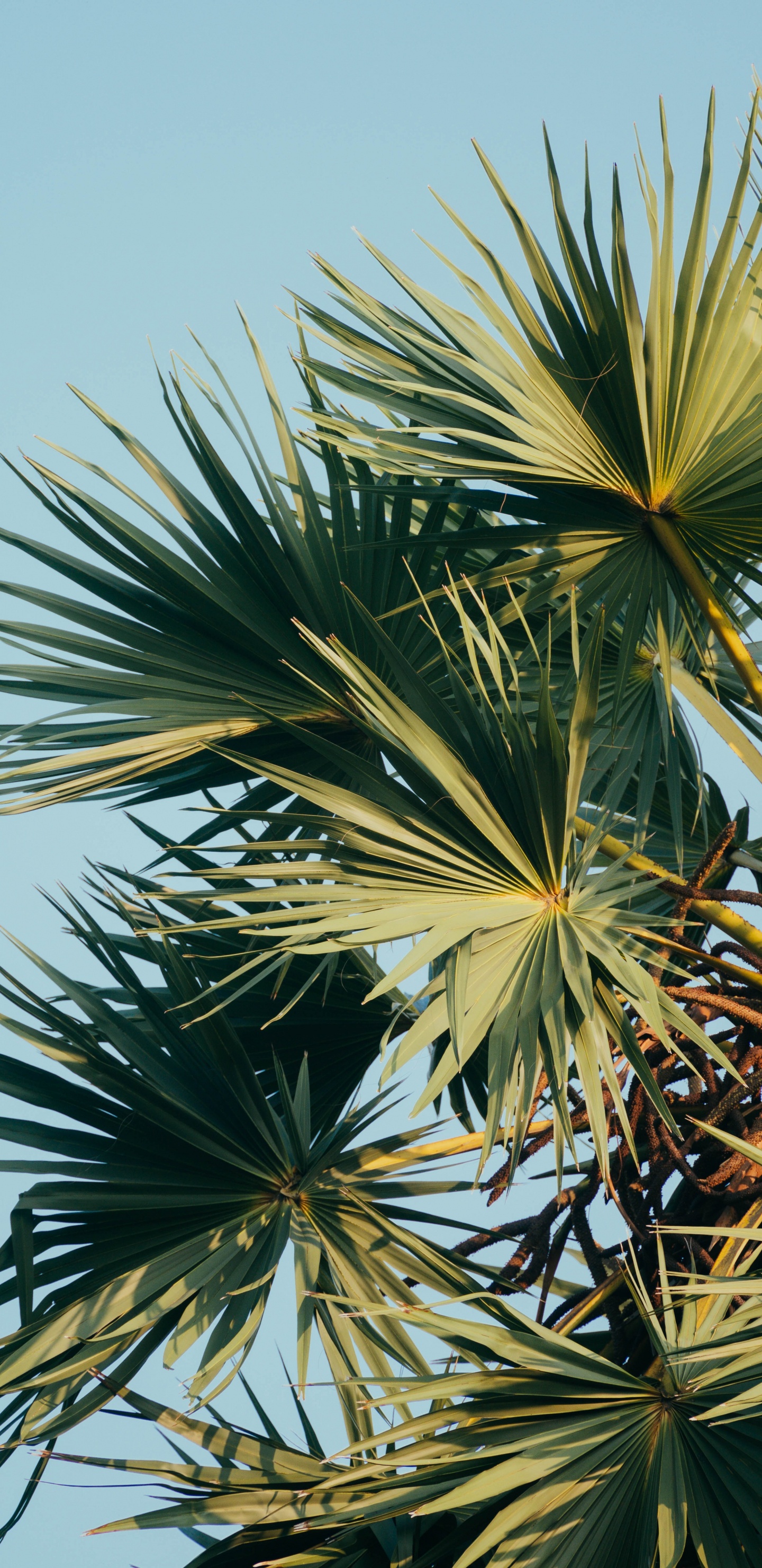 Borassus Flabellifer, Sabal Palmetto, la Vegetación, Planta Leñosa, Pino de Paja. Wallpaper in 1440x2960 Resolution