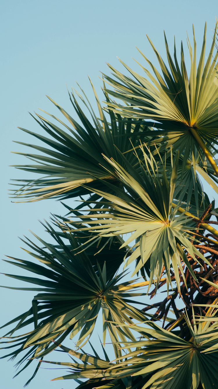 Borassus Flabellifer, Sabal Palmetto, Végétation, Plantes Ligneuses, Feuille. Wallpaper in 750x1334 Resolution