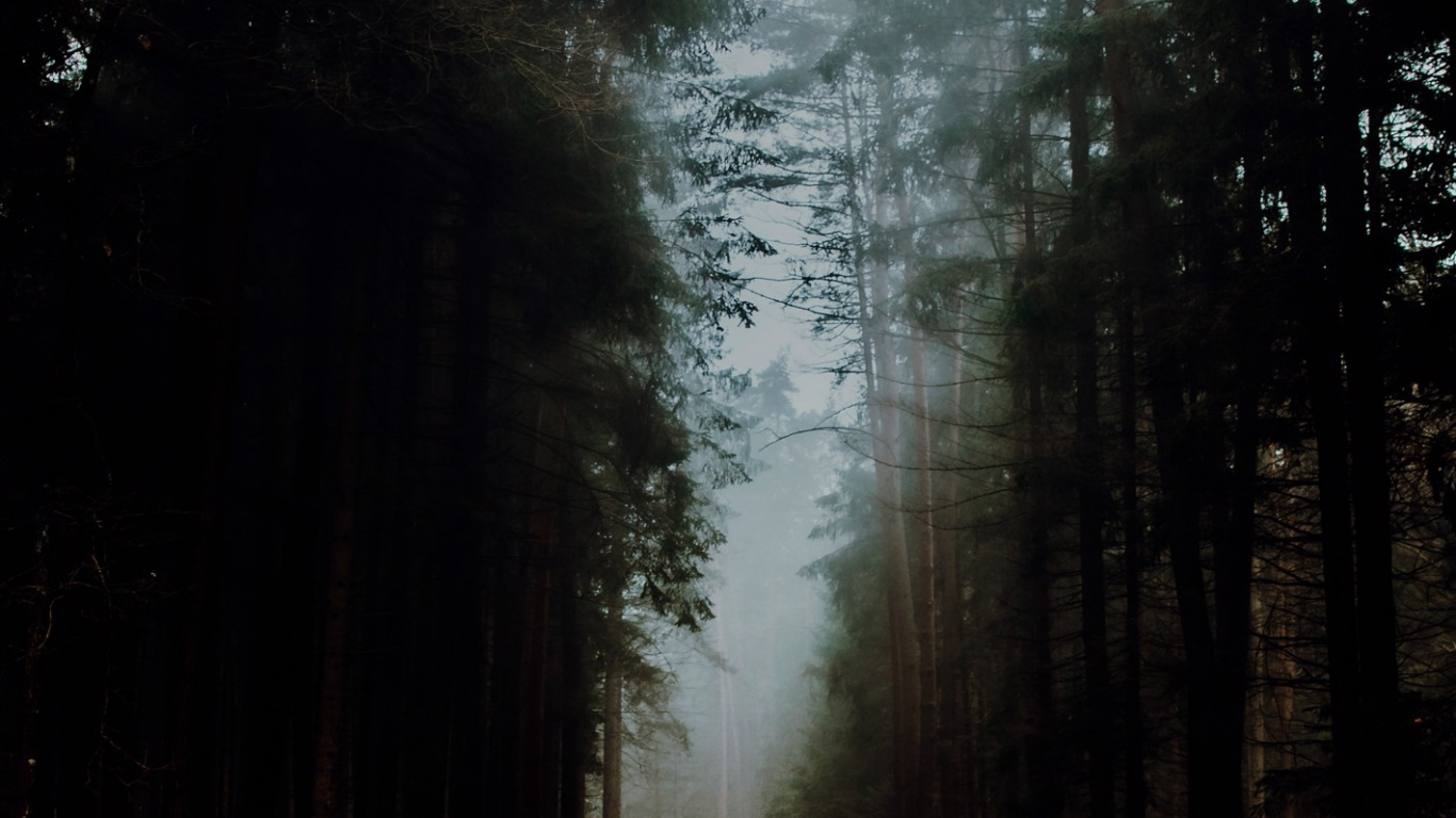 Atmosphäre, Naturlandschaft, Holz, Branch, Fahrbahn. Wallpaper in 1366x768 Resolution