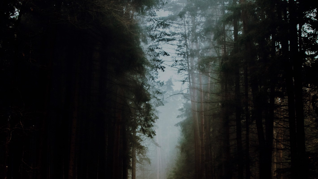 Woodland, Atmosphère, Paysage Naturel, Surface de la Route, Rameau. Wallpaper in 1280x720 Resolution