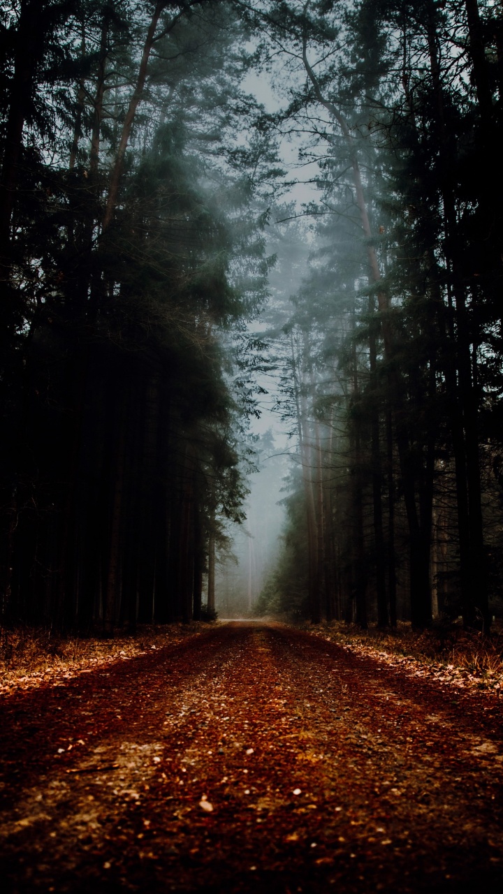 Woodland, Atmosphère, Paysage Naturel, Surface de la Route, Rameau. Wallpaper in 720x1280 Resolution