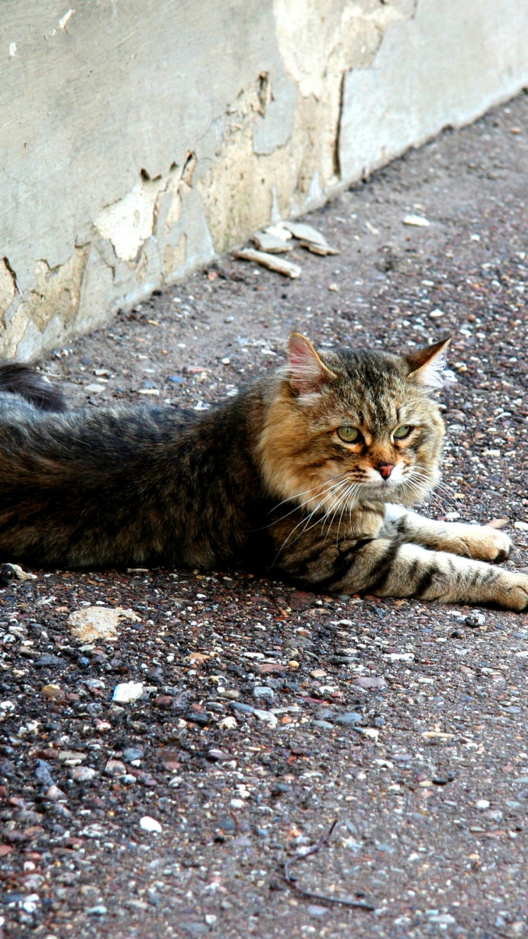 Chat Tigré Brun Allongé Sur le Sol. Wallpaper in 750x1334 Resolution
