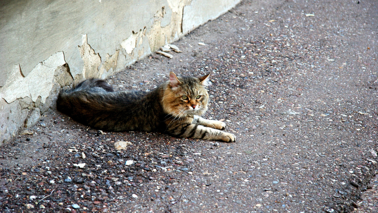 Braun Getigerte Katze Liegt Auf Dem Boden. Wallpaper in 1280x720 Resolution
