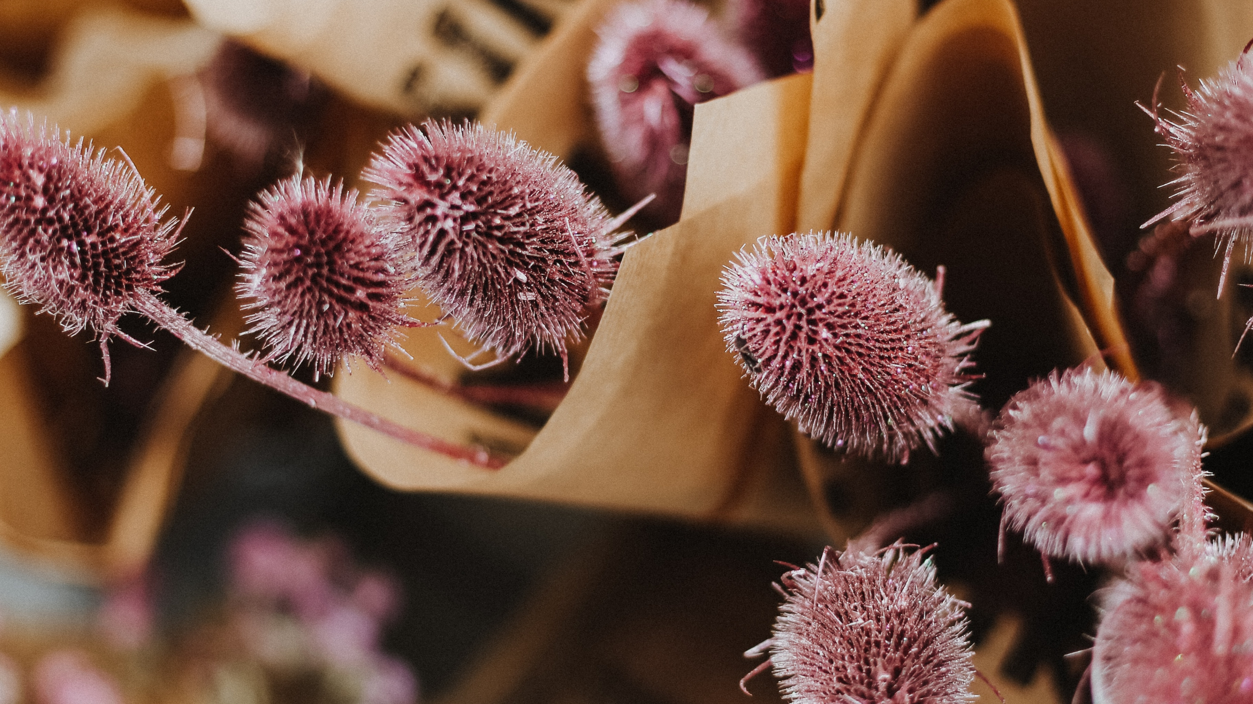 Fleurs Roses et Blanches Sur un Support en Bois Marron. Wallpaper in 2560x1440 Resolution