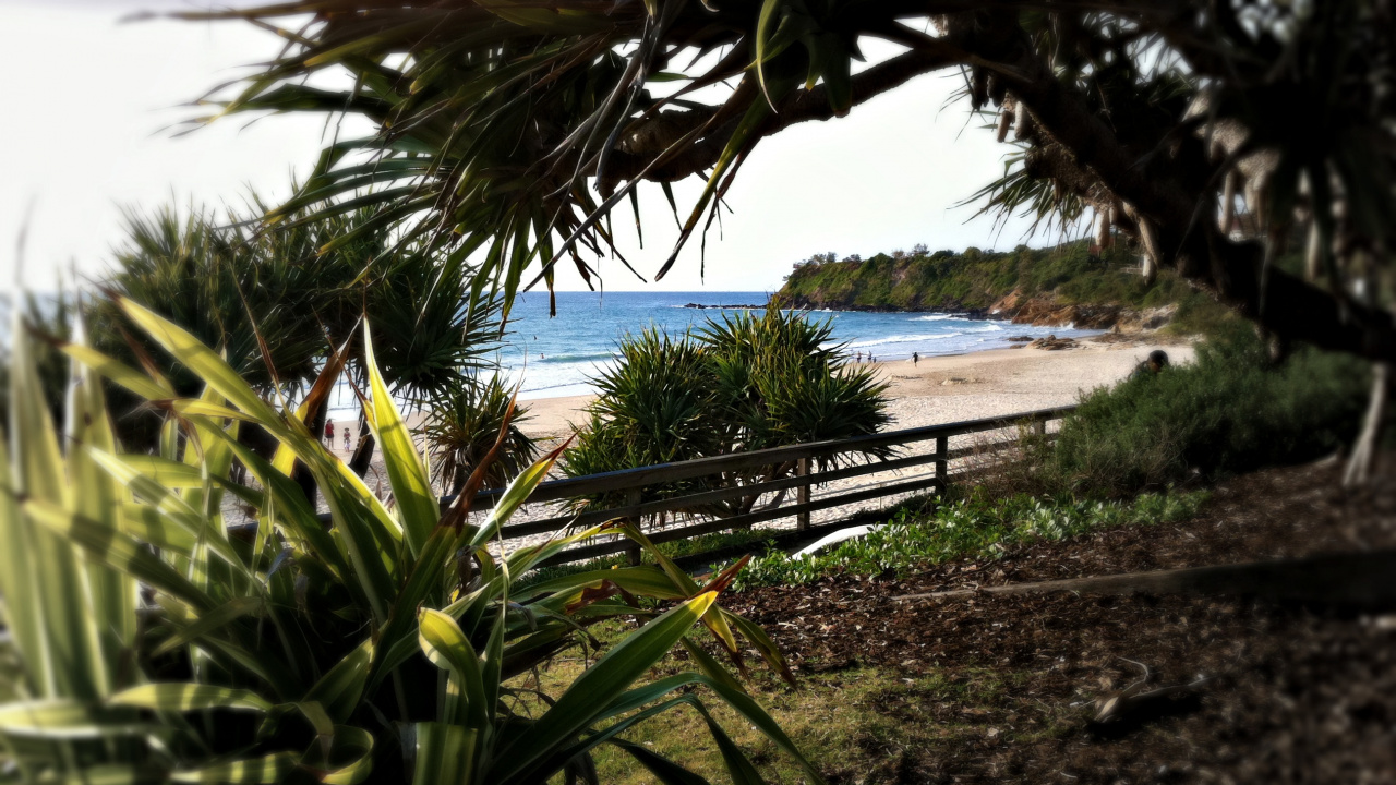 Palmier Vert Près D'un Plan D'eau Pendant la Journée. Wallpaper in 1280x720 Resolution
