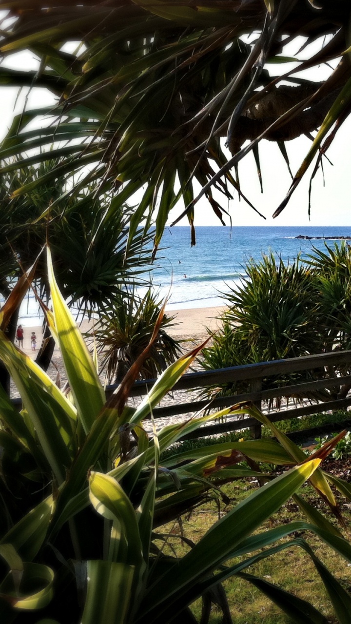 Green Palm Tree Near Body of Water During Daytime. Wallpaper in 720x1280 Resolution