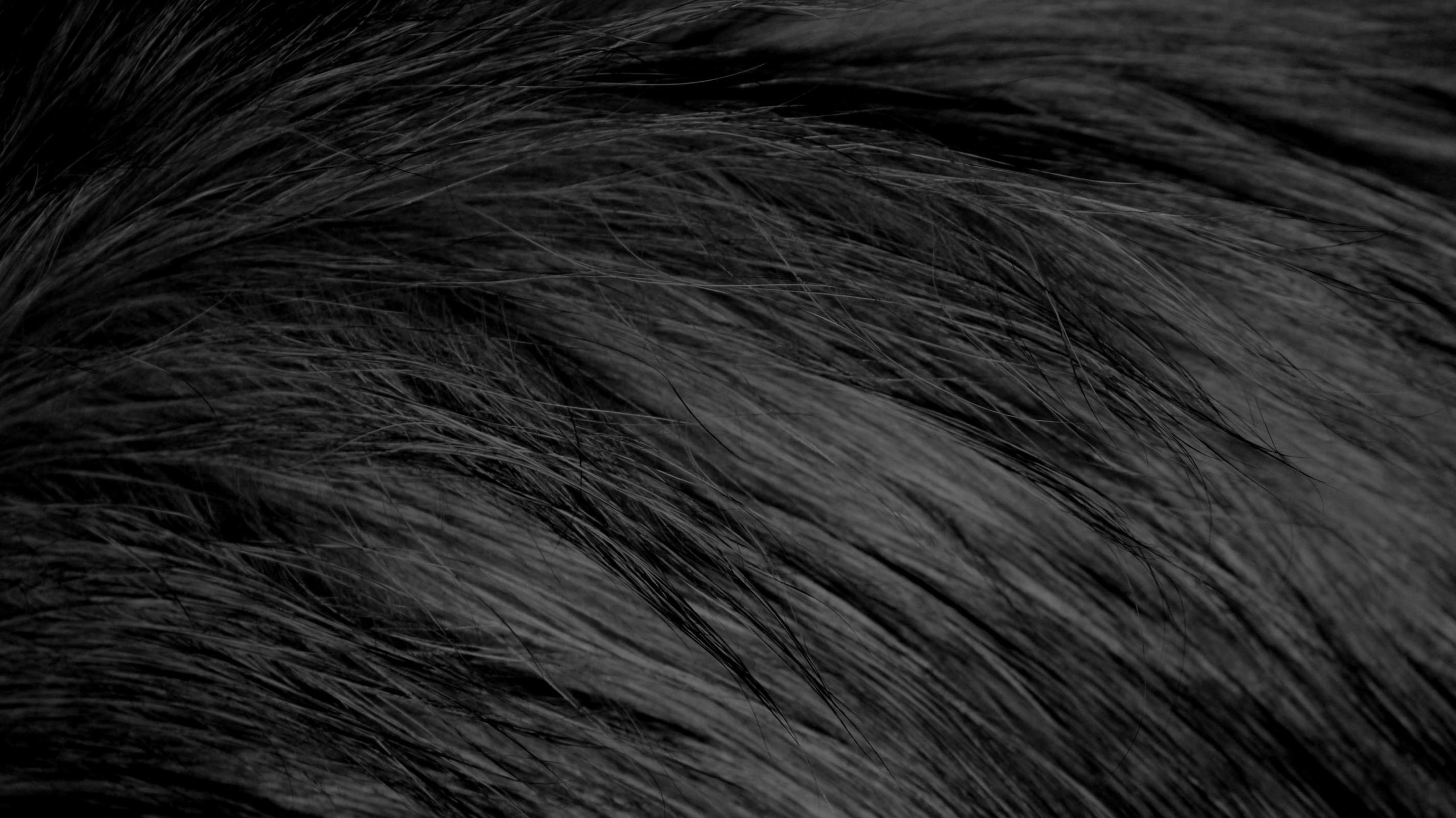 Schwarzes Und Weißes Menschliches Haar. Wallpaper in 2560x1440 Resolution