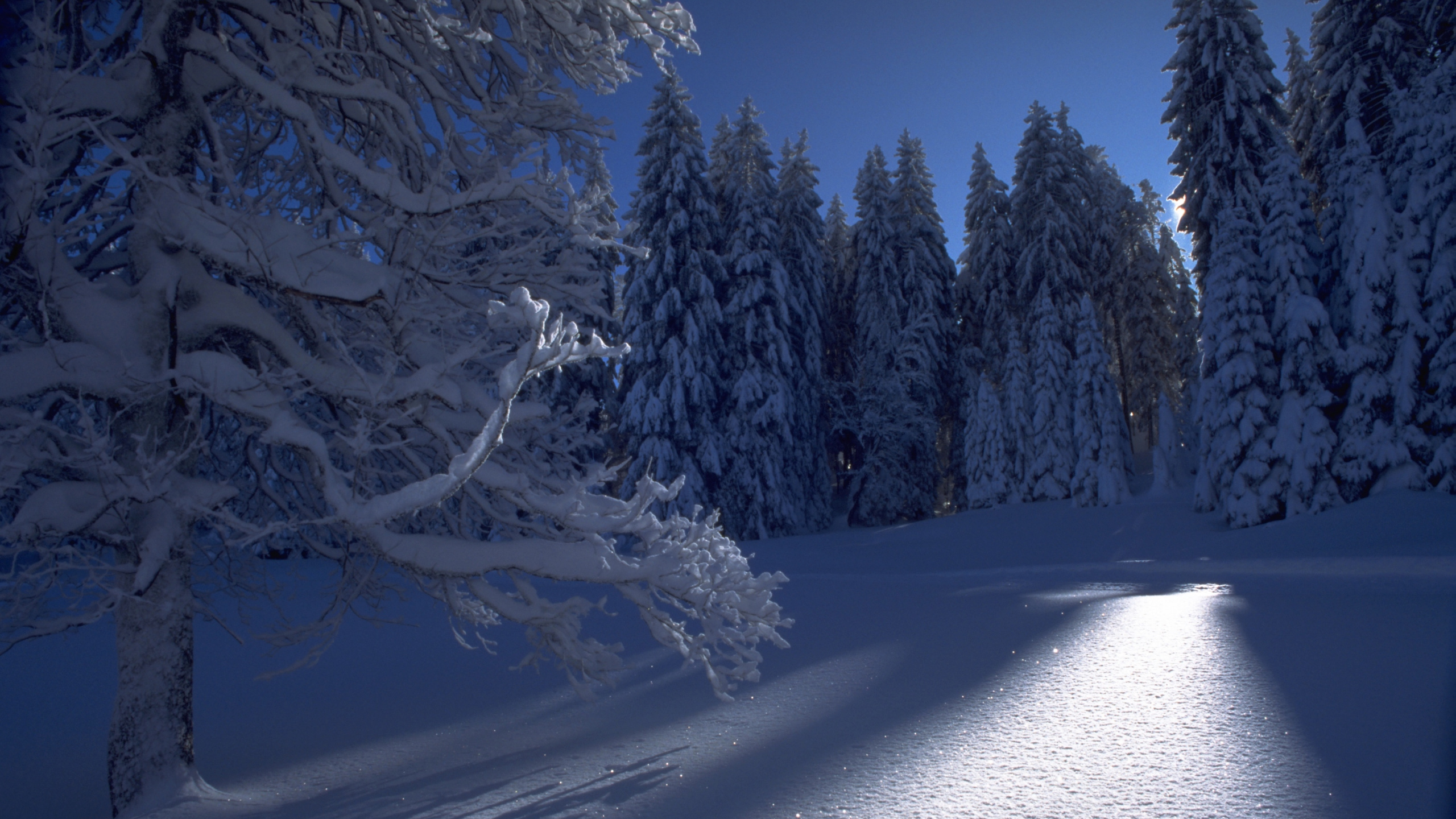 Snow Covered Trees During Daytime. Wallpaper in 2560x1440 Resolution