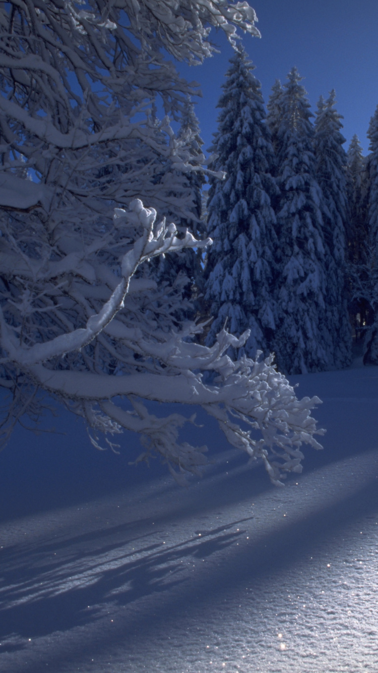 Snow Covered Trees During Daytime. Wallpaper in 750x1334 Resolution