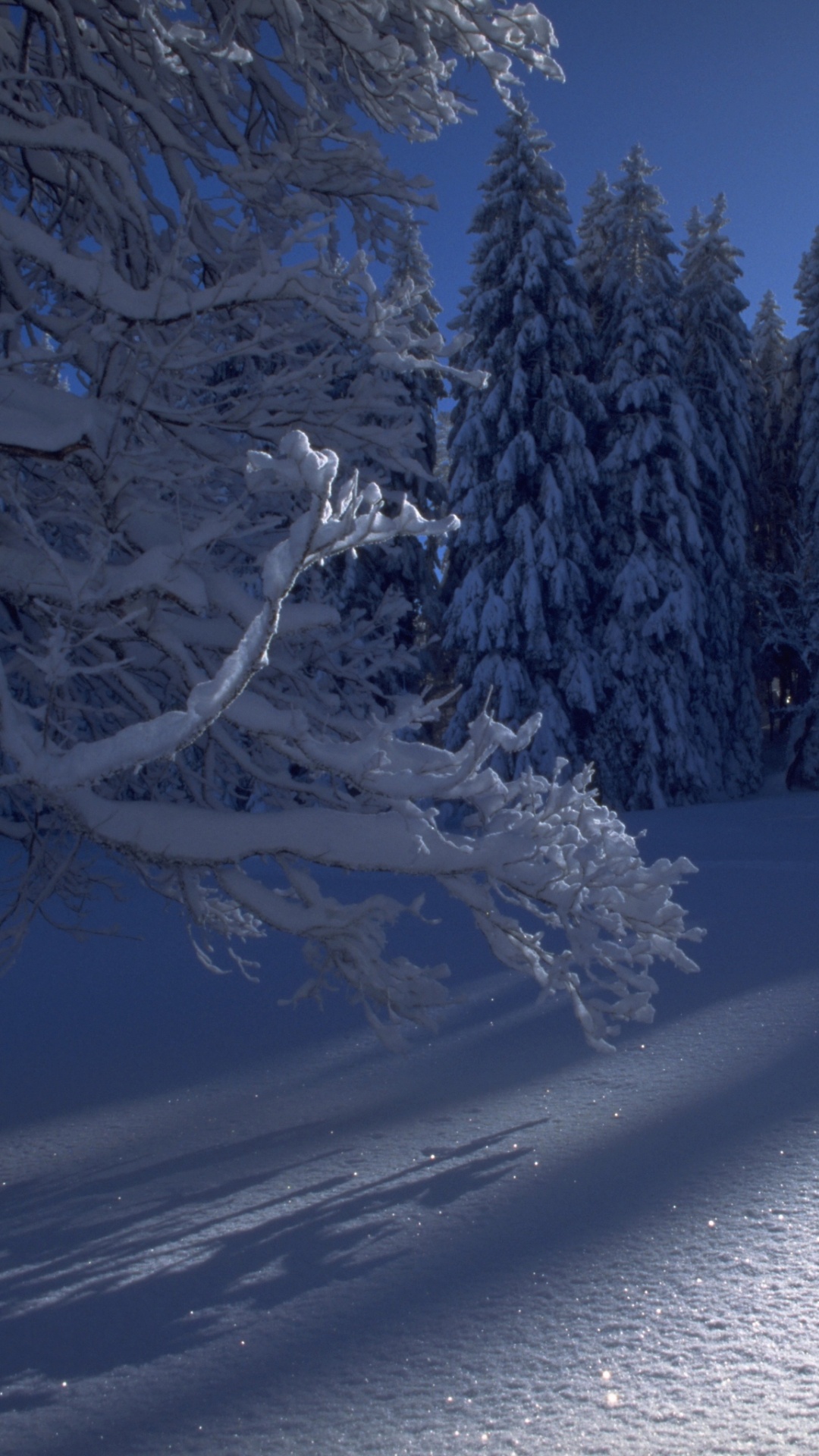 Arbres Couverts de Neige Pendant la Journée. Wallpaper in 1080x1920 Resolution