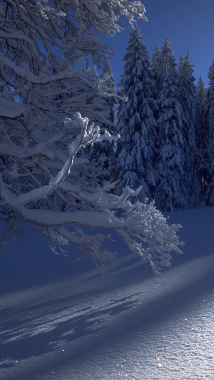 Arbres Couverts de Neige Pendant la Journée. Wallpaper in 720x1280 Resolution
