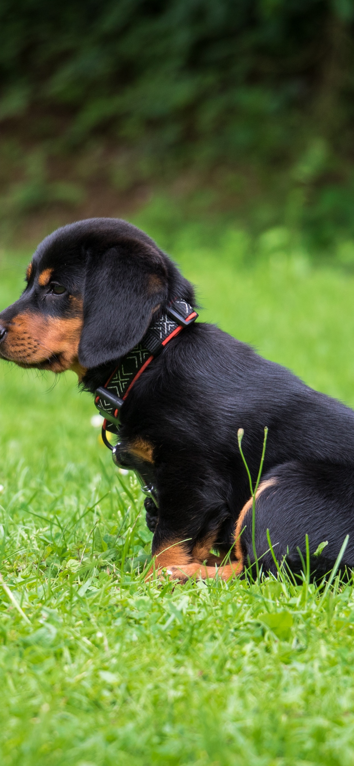 Black and Tan Short Coat Small Dog on Green Grass Field During Daytime. Wallpaper in 1242x2688 Resolution