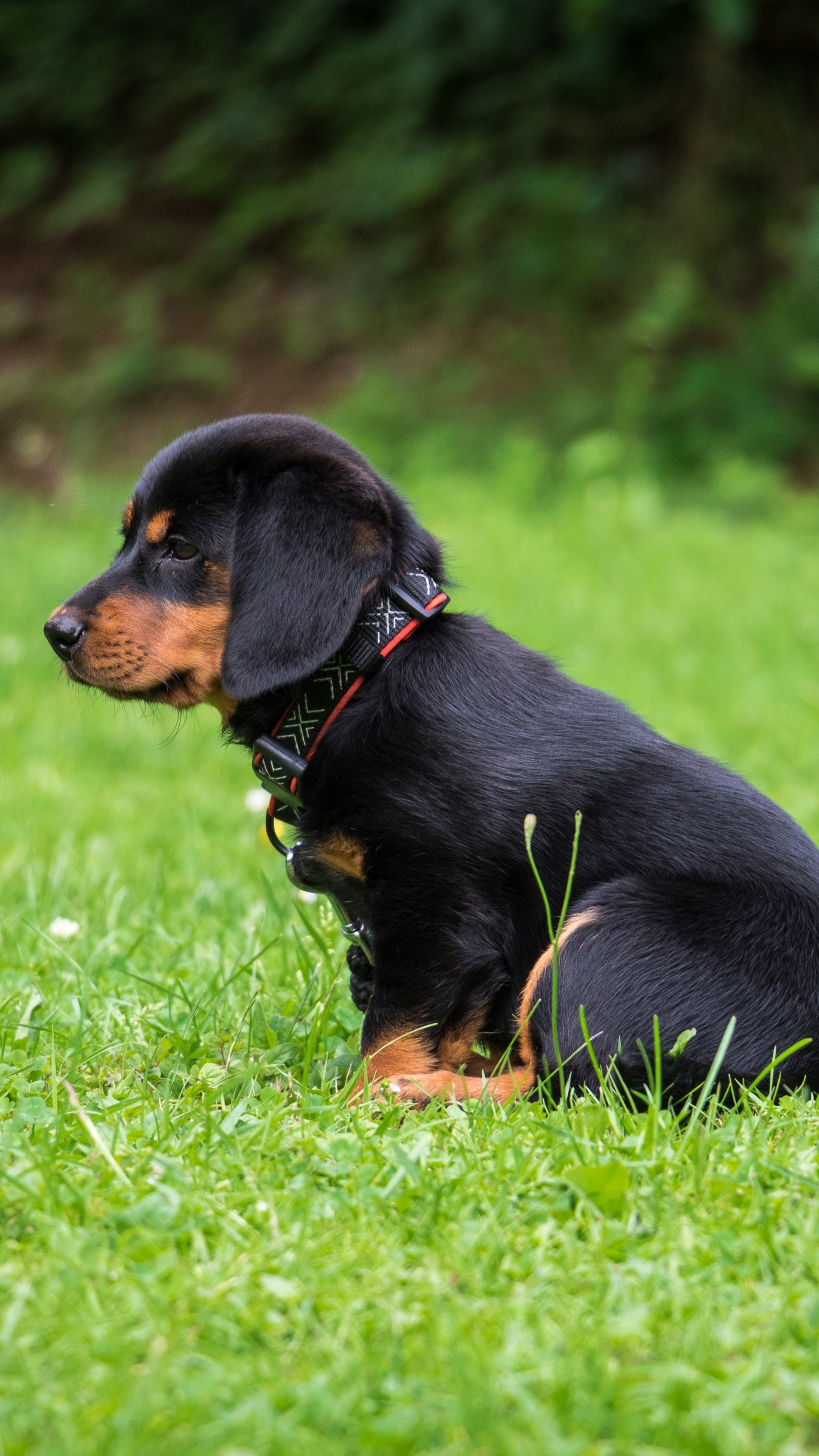 Black and Tan Short Coat Small Dog on Green Grass Field During Daytime. Wallpaper in 1440x2560 Resolution