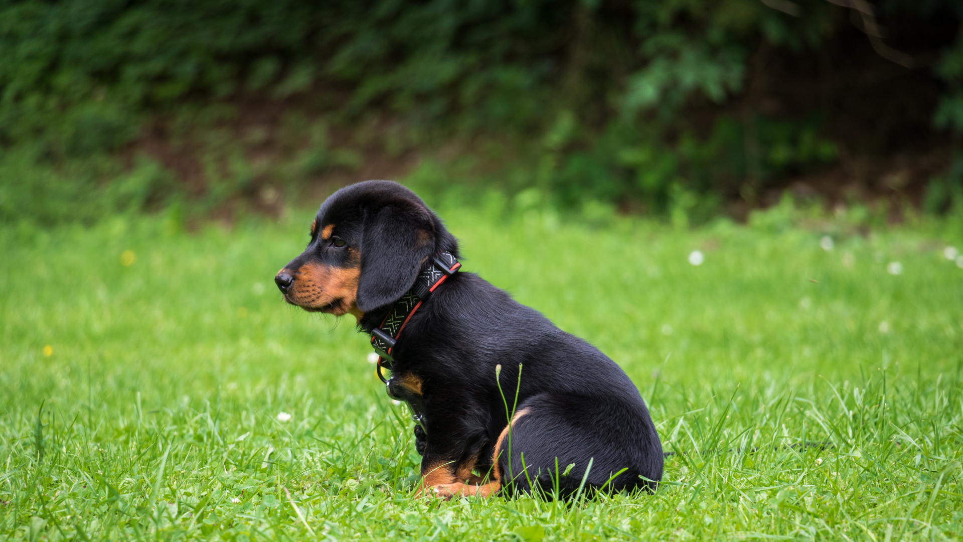 Black and Tan Short Coat Small Dog on Green Grass Field During Daytime. Wallpaper in 1920x1080 Resolution