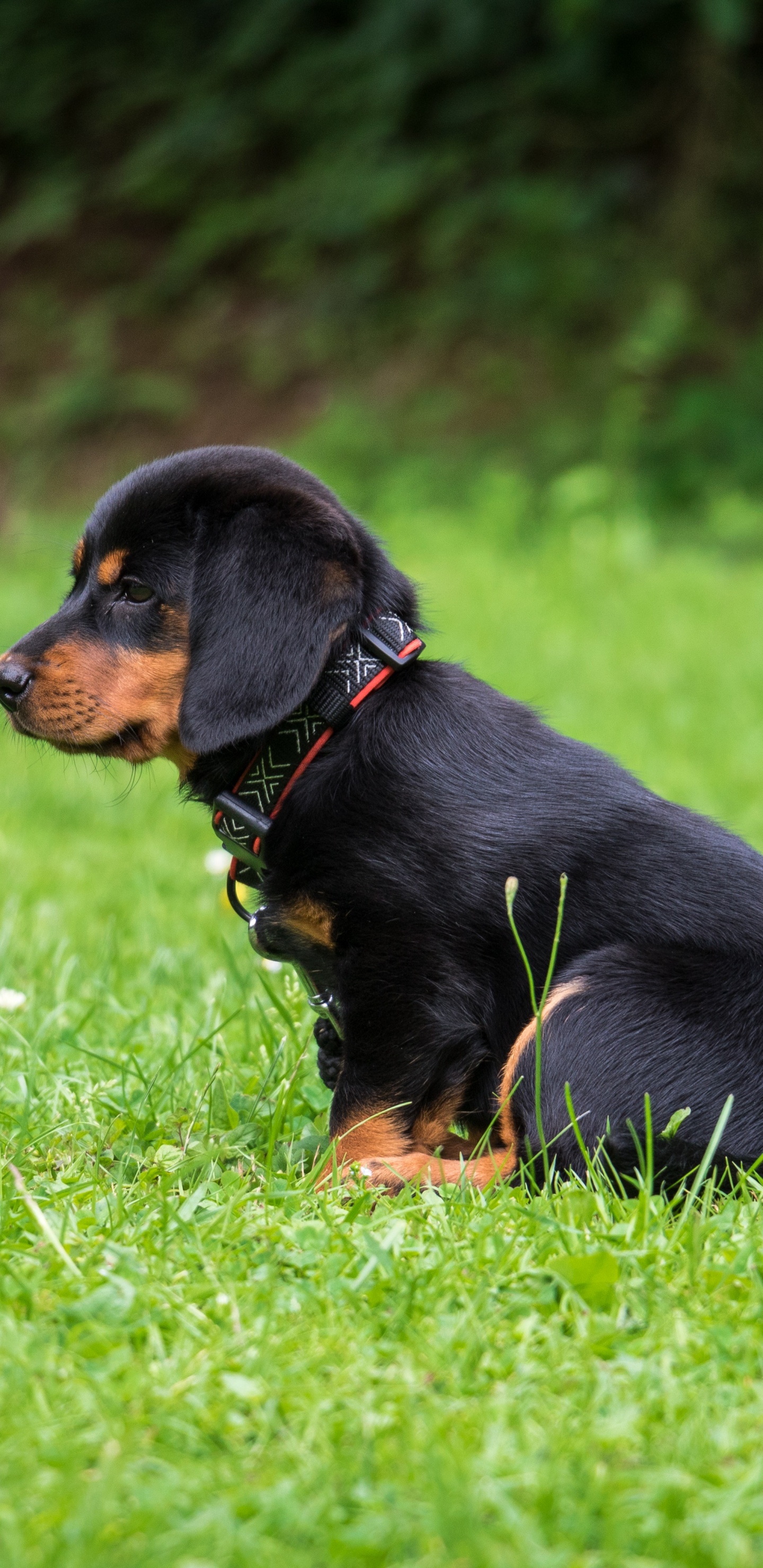 Schwarz-brauner Kurzmantel Kleiner Hund Auf Grüner Wiese Tagsüber. Wallpaper in 1440x2960 Resolution