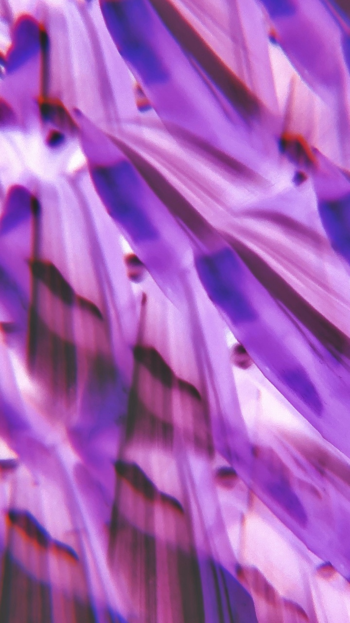 Lilas, la Pureté de la Couleur, Purple, Violette, Pétale. Wallpaper in 720x1280 Resolution