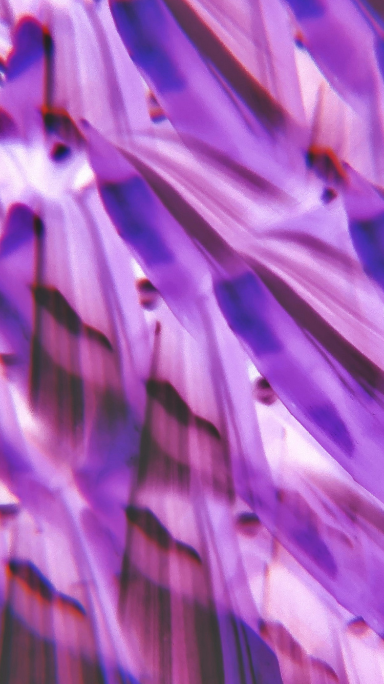 Lilas, la Pureté de la Couleur, Purple, Violette, Pétale. Wallpaper in 750x1334 Resolution