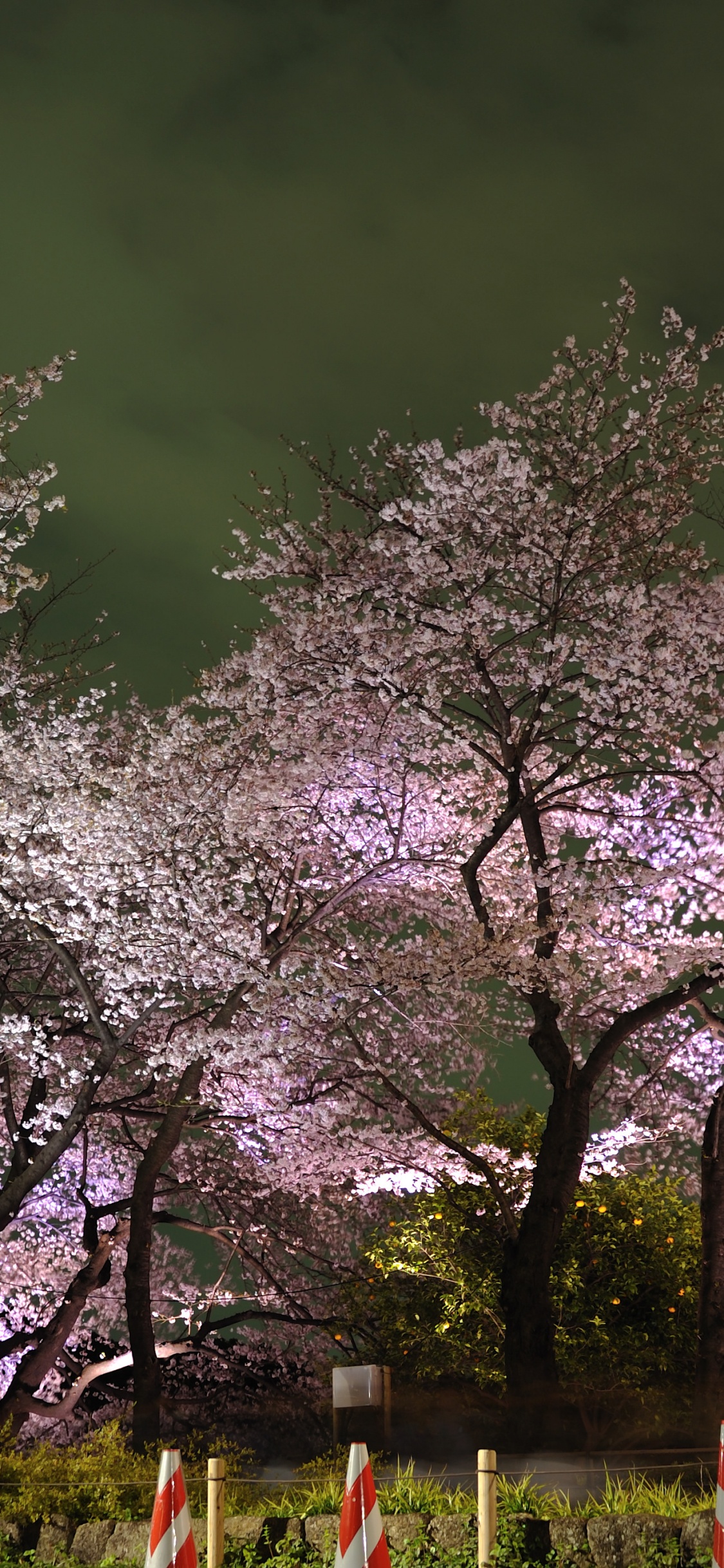 东京, 樱花, 弹簧, 开花, 颜色 壁纸 1125x2436 允许
