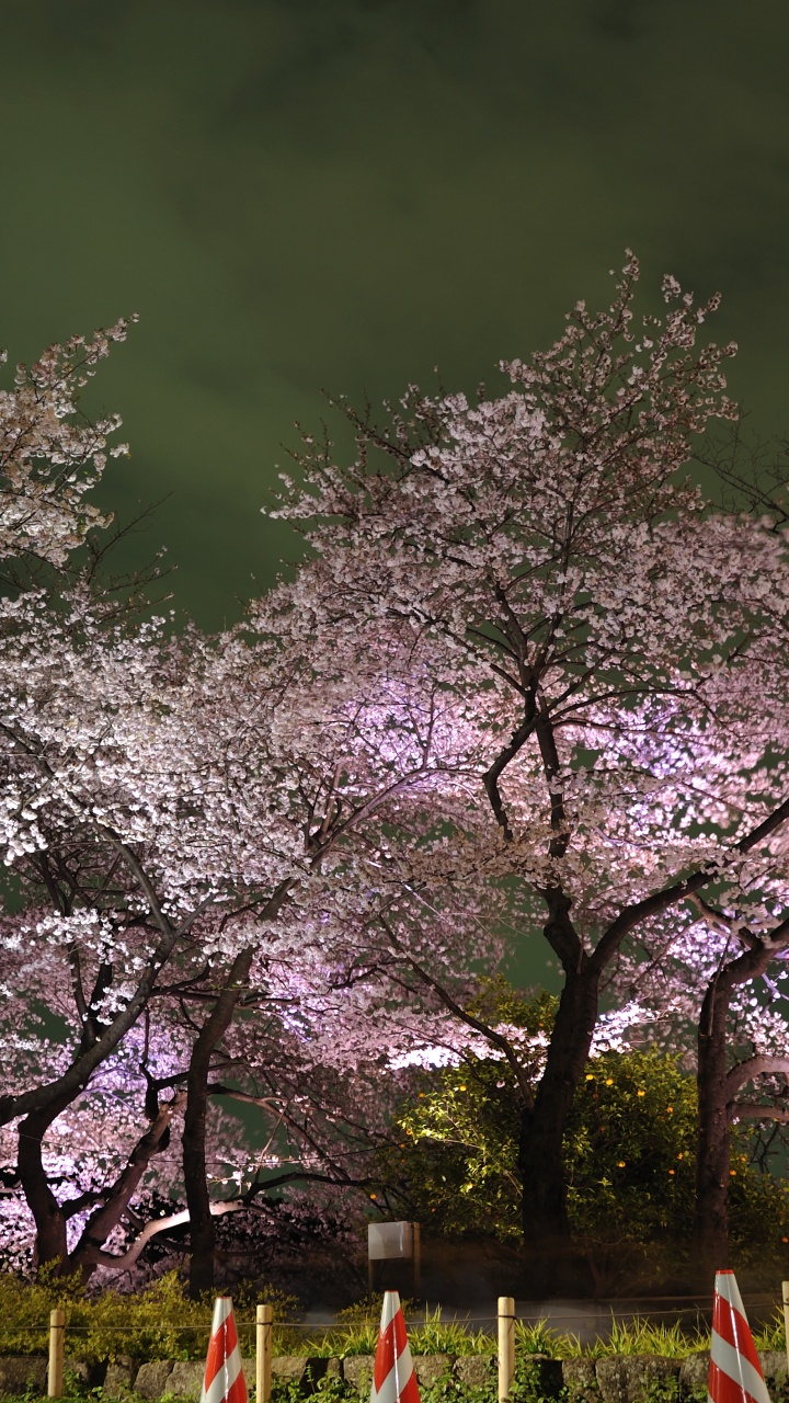 东京, 樱花, 弹簧, 开花, 颜色 壁纸 720x1280 允许