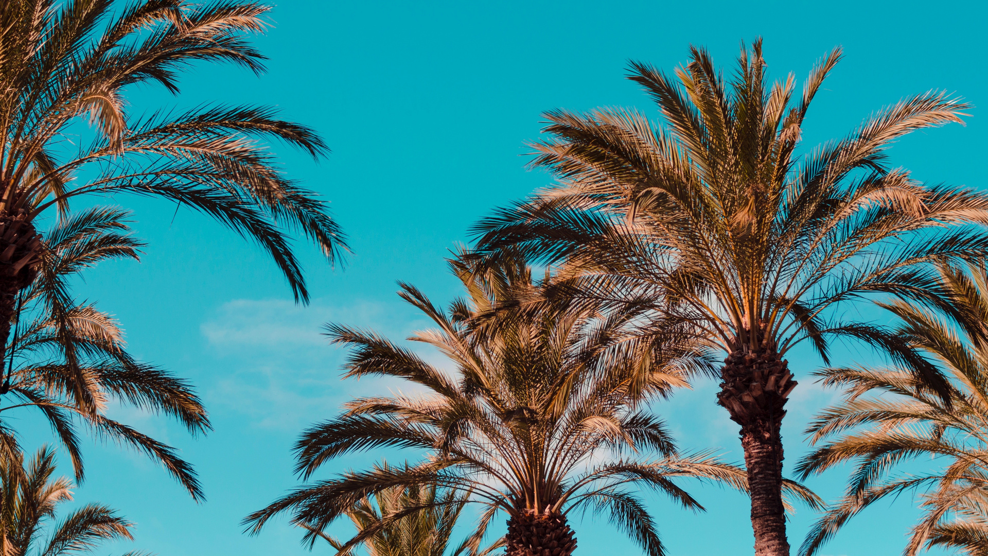 Palm Trees Under Blue Sky During Daytime. Wallpaper in 1920x1080 Resolution