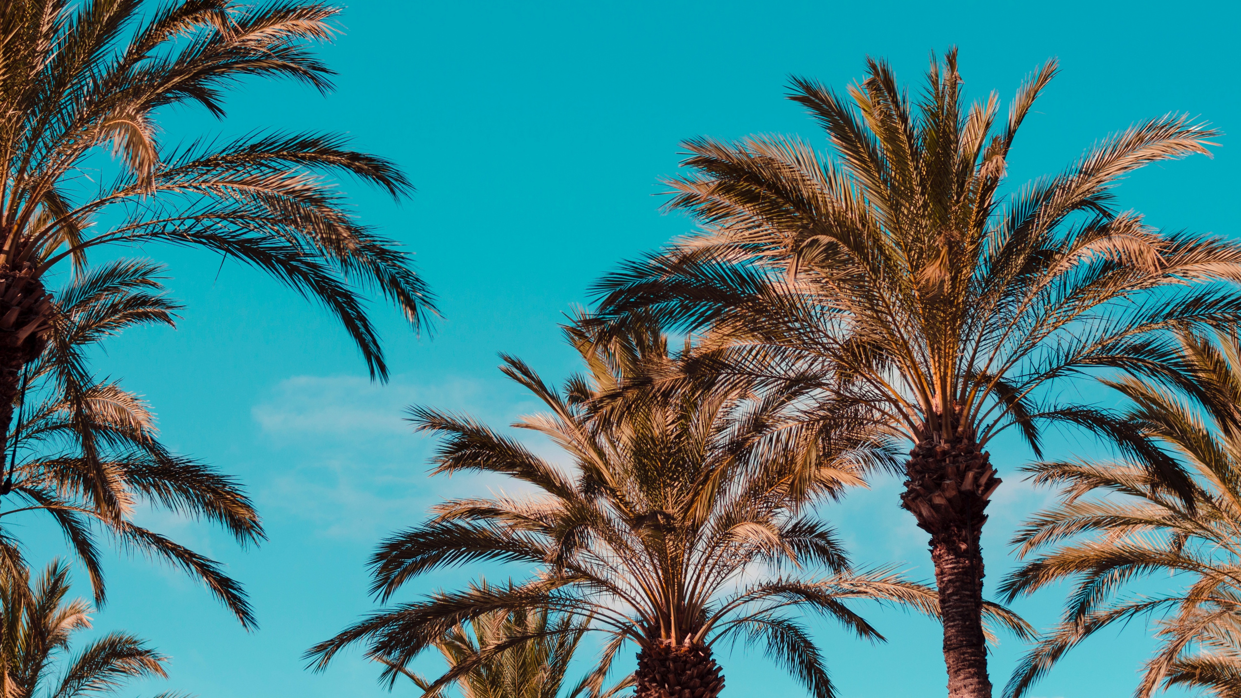 Palm Trees Under Blue Sky During Daytime. Wallpaper in 2560x1440 Resolution