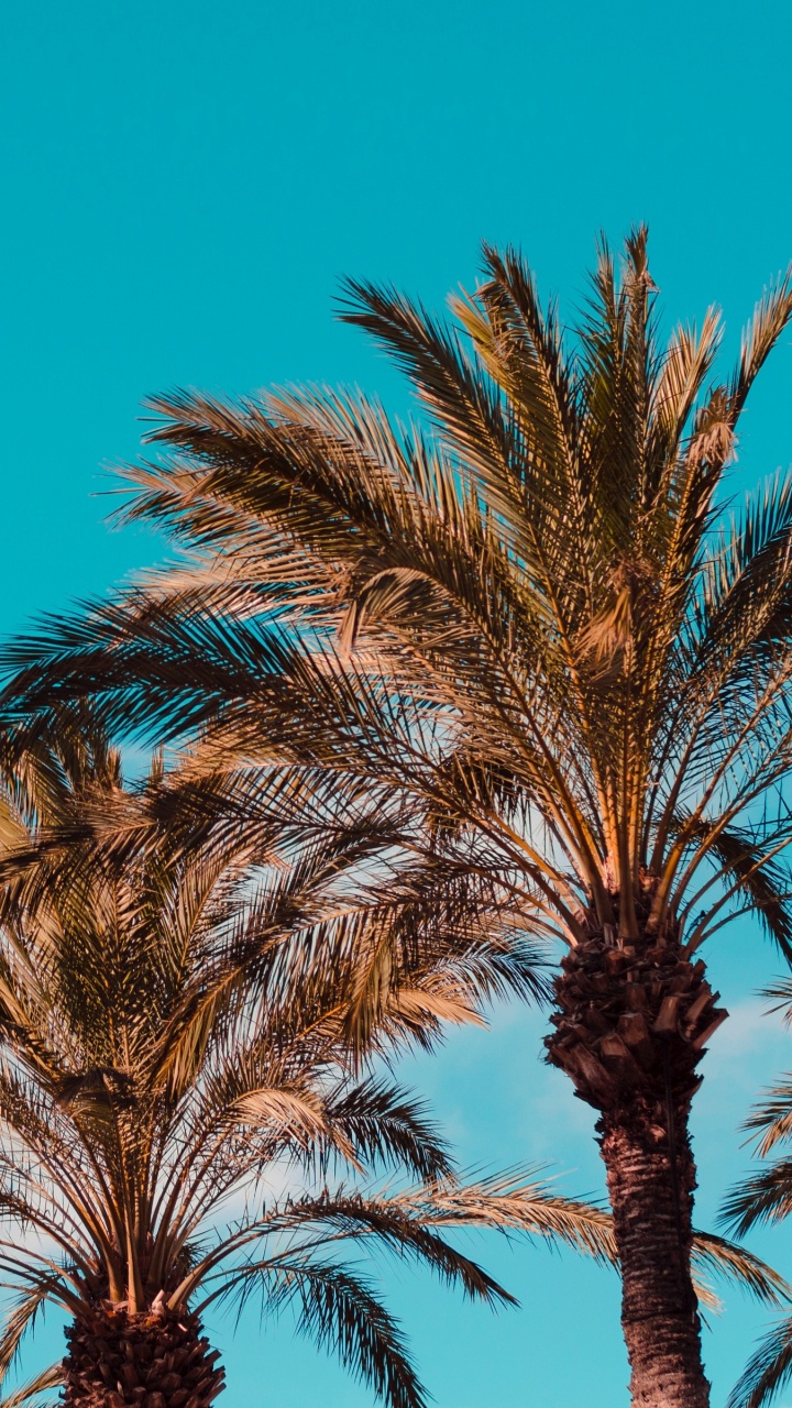Palm Trees Under Blue Sky During Daytime. Wallpaper in 720x1280 Resolution