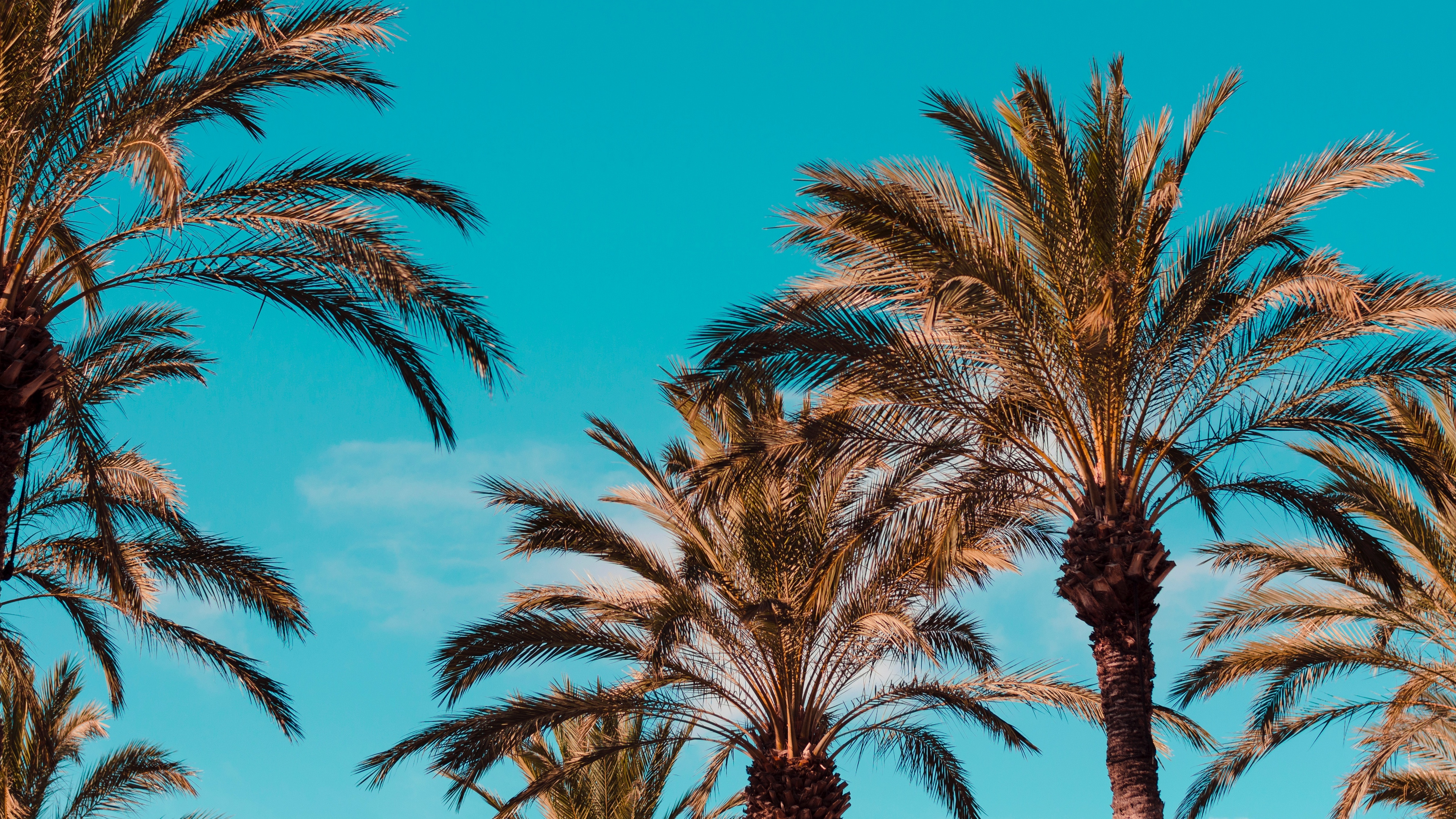 Palmeras Bajo un Cielo Azul Durante el Día. Wallpaper in 3840x2160 Resolution