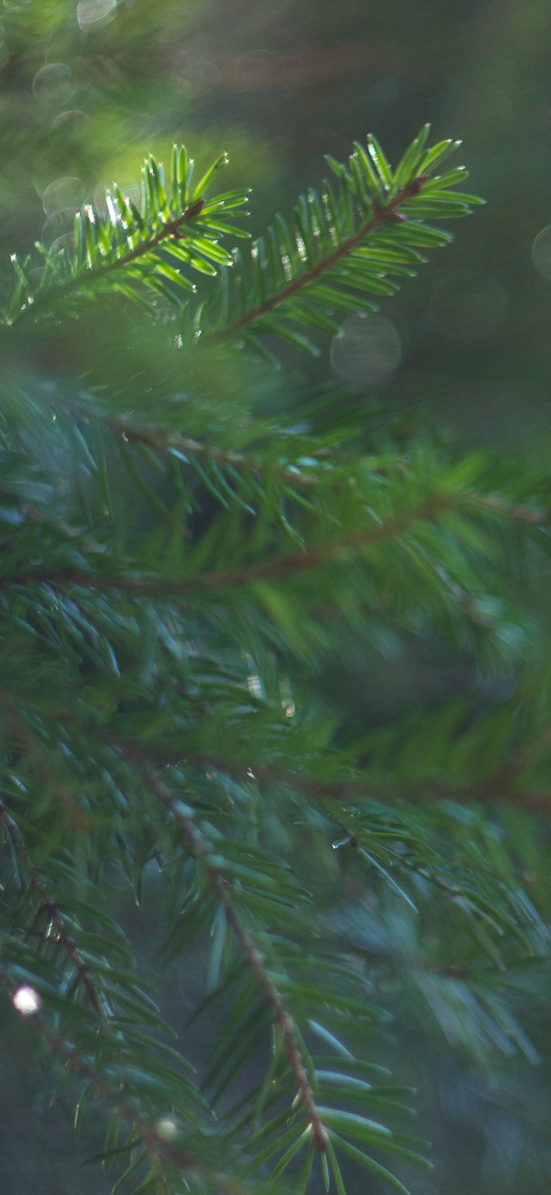 Grüne Kiefer in Nahaufnahme. Wallpaper in 1125x2436 Resolution