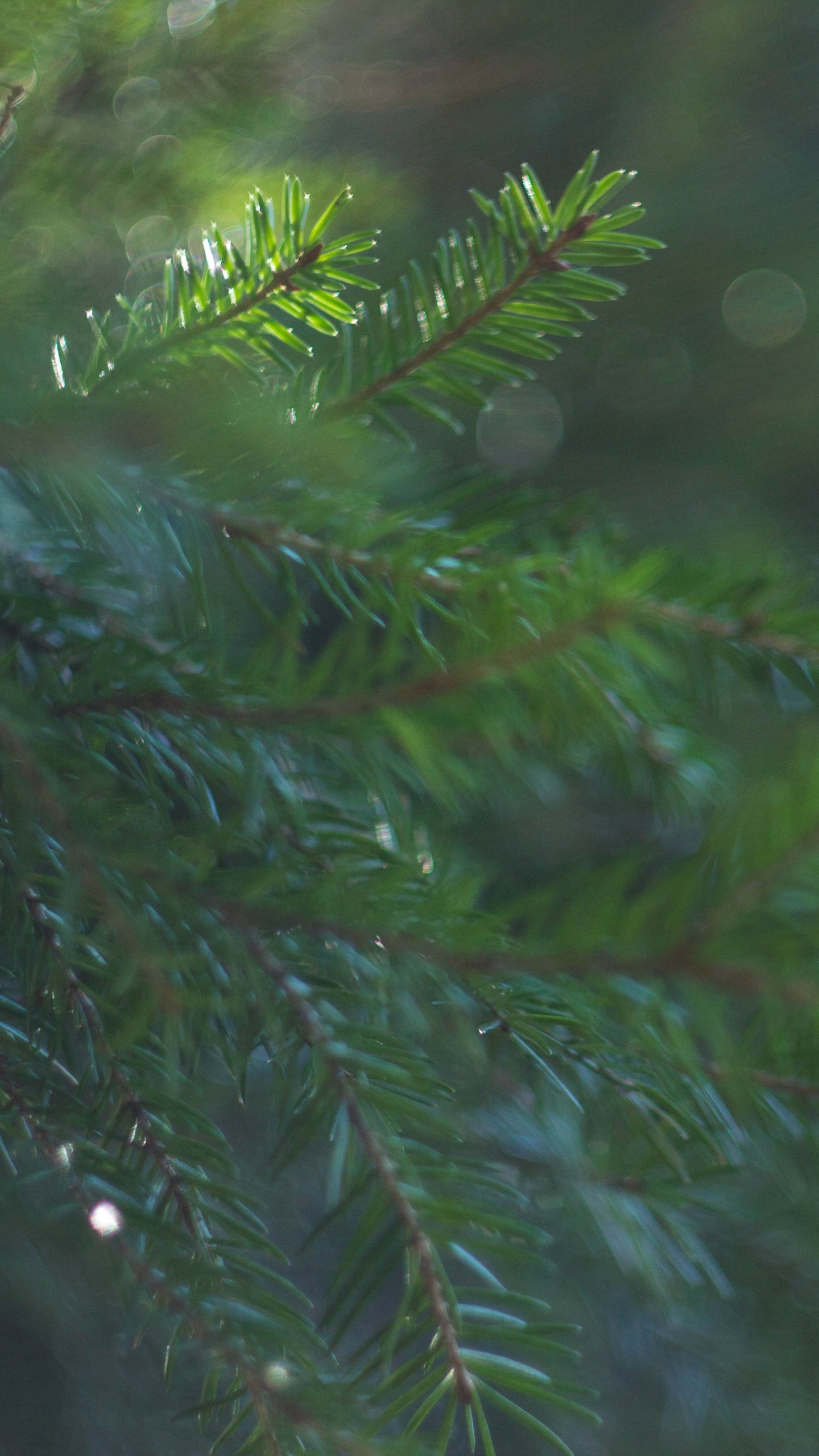 Grüne Kiefer in Nahaufnahme. Wallpaper in 1440x2560 Resolution