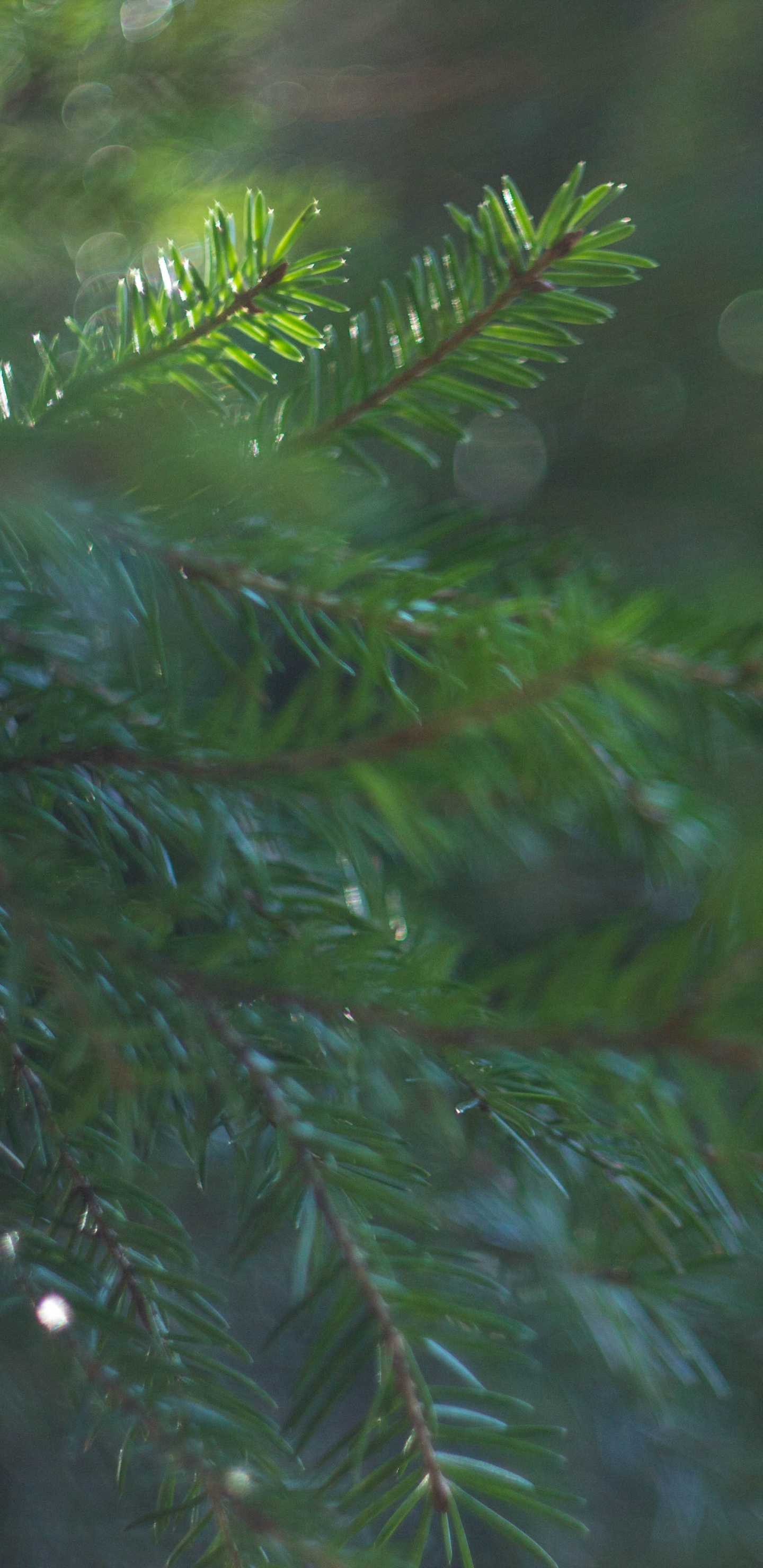 Grüne Kiefer in Nahaufnahme. Wallpaper in 1440x2960 Resolution