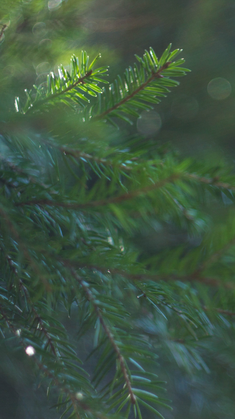 Grüne Kiefer in Nahaufnahme. Wallpaper in 750x1334 Resolution