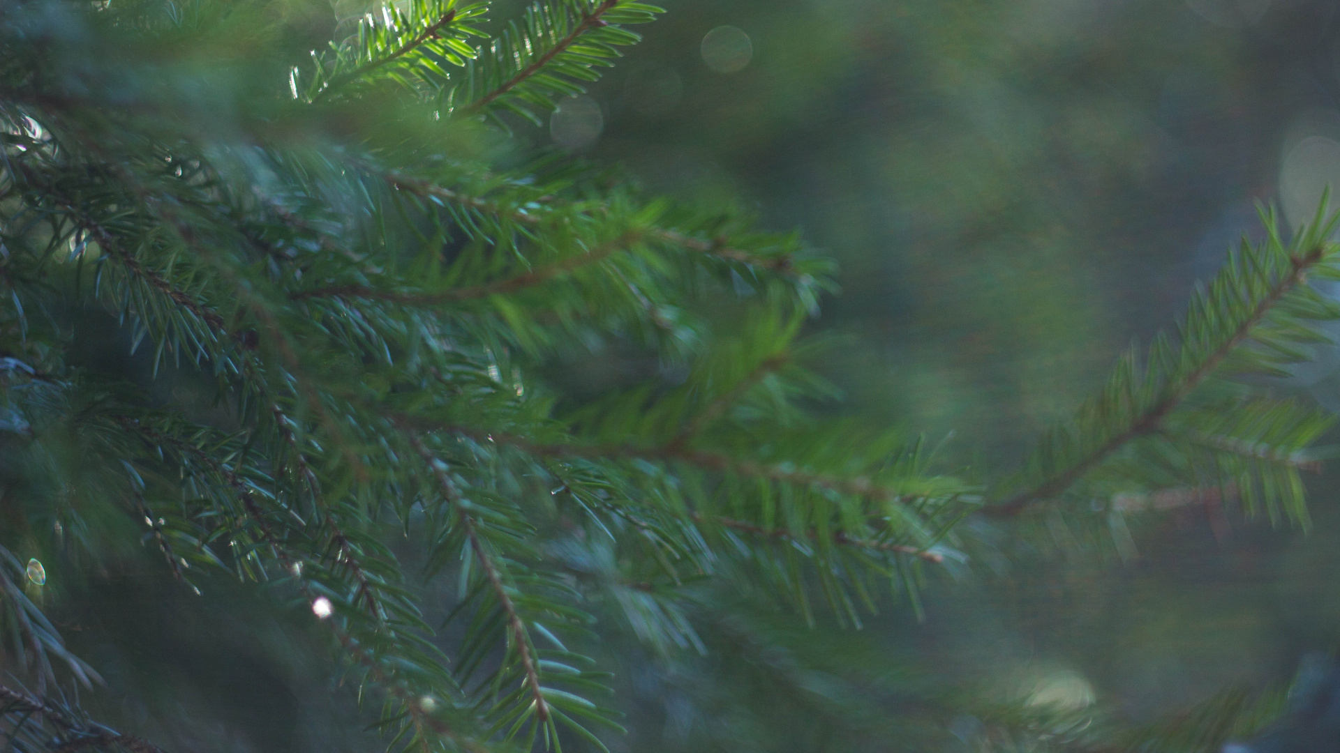 Green Pine Tree in Close up Photography. Wallpaper in 1920x1080 Resolution