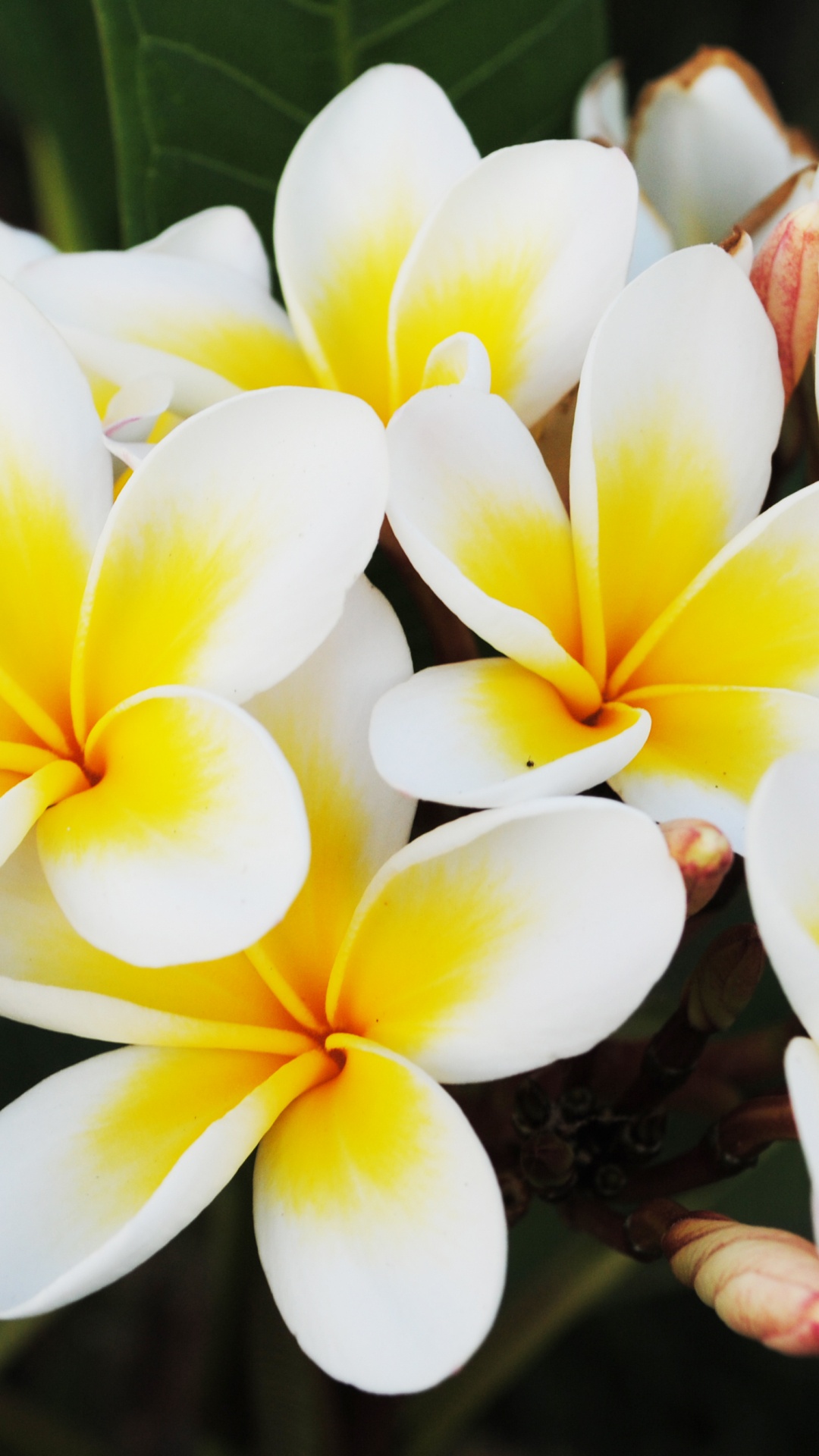 Weiße Und Gelbe Blume in Nahaufnahmen. Wallpaper in 1080x1920 Resolution