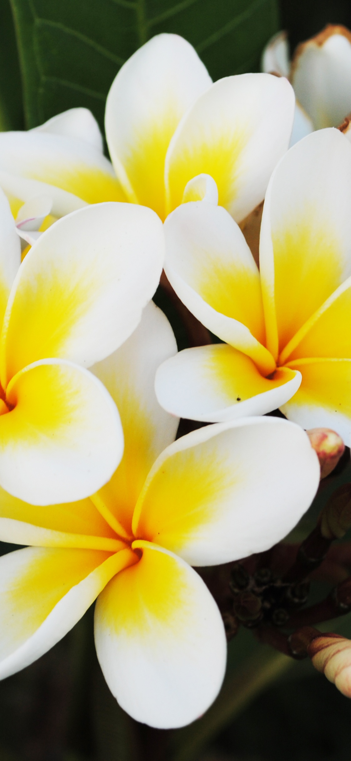 Weiße Und Gelbe Blume in Nahaufnahmen. Wallpaper in 1125x2436 Resolution