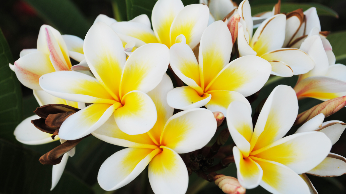 White and Yellow Flower in Close up Photography. Wallpaper in 1366x768 Resolution