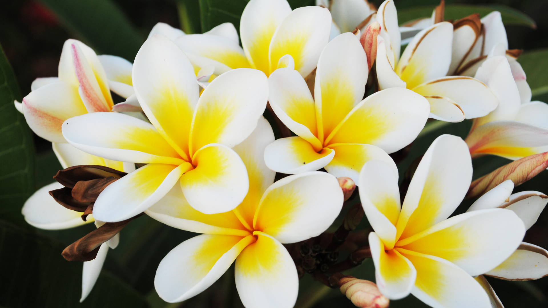 White and Yellow Flower in Close up Photography. Wallpaper in 1920x1080 Resolution