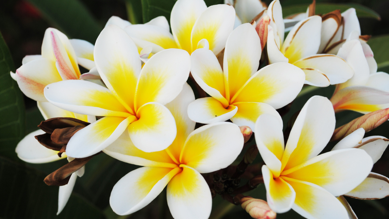 Fleur Blanche et Jaune en Photographie Rapprochée. Wallpaper in 1280x720 Resolution