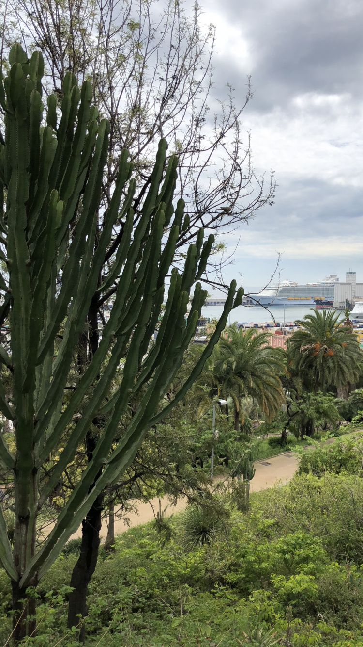 Vegetation, Biome, Heideflächen, Physik, Wissenschaft. Wallpaper in 750x1334 Resolution