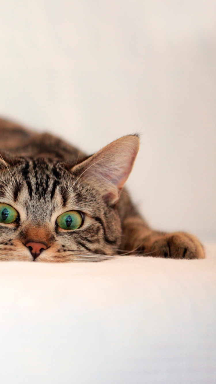 Brown Tabby Cat Lying on White Textile. Wallpaper in 750x1334 Resolution