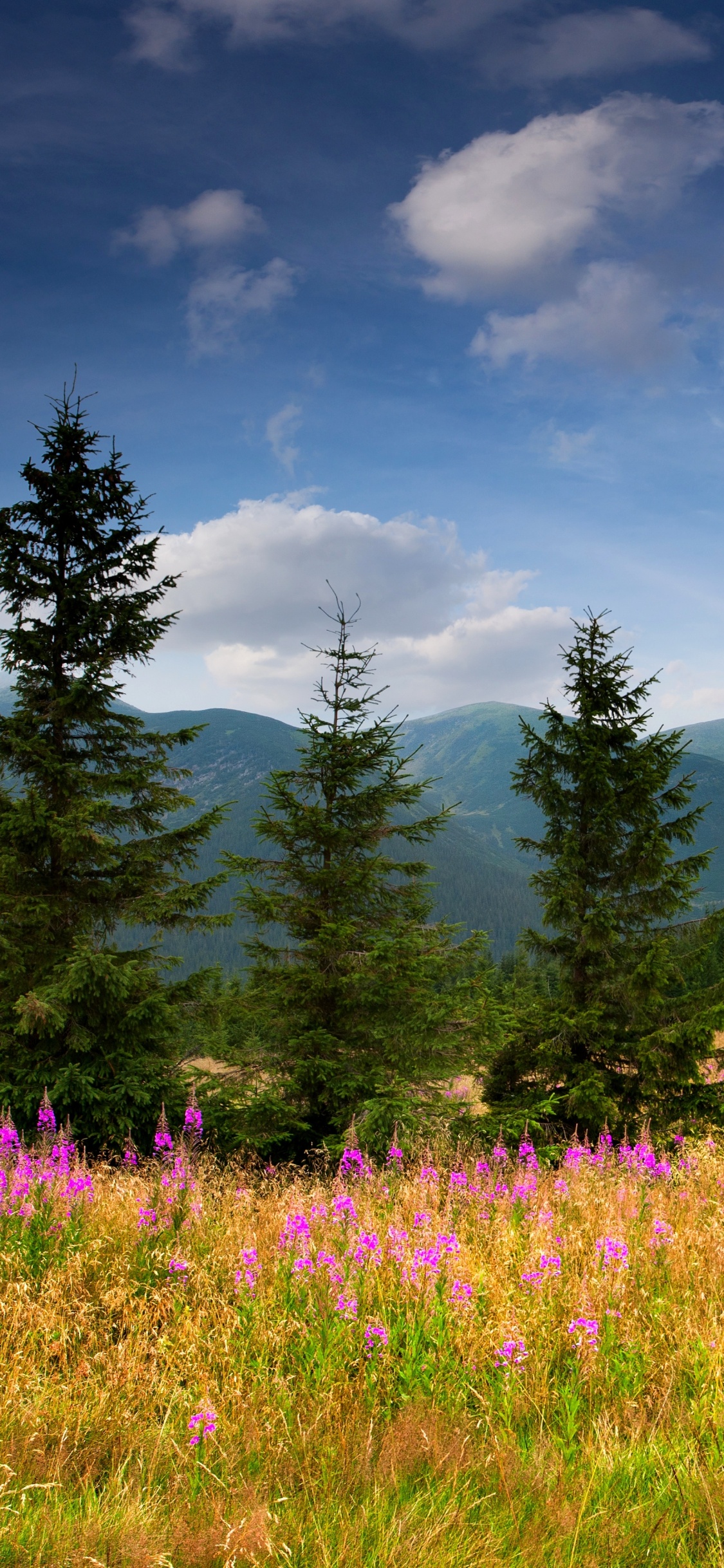 Arbres Verts Sur Terrain D'herbe Verte Sous Ciel Bleu Pendant la Journée. Wallpaper in 1125x2436 Resolution